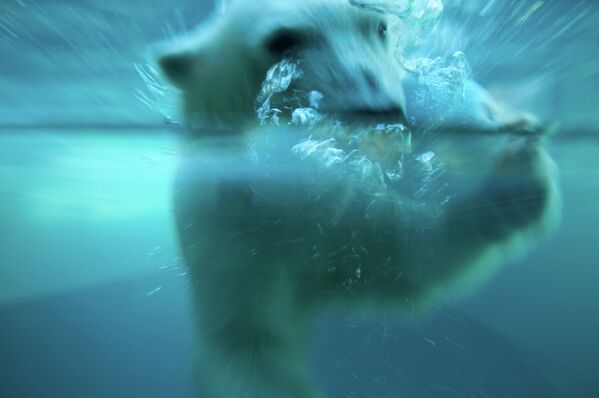 Белый медведь в бассейне