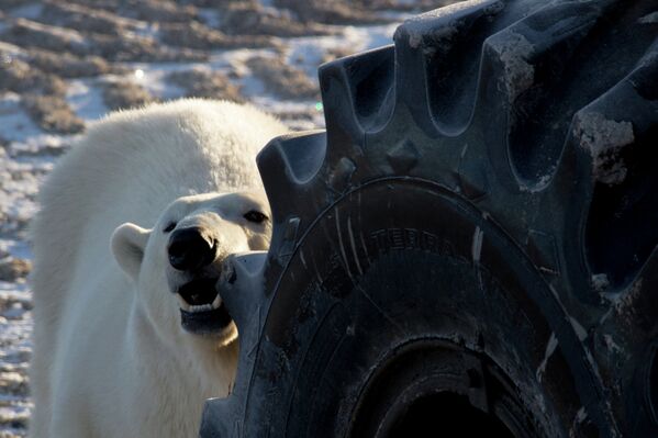 Белый медведь грызет шину