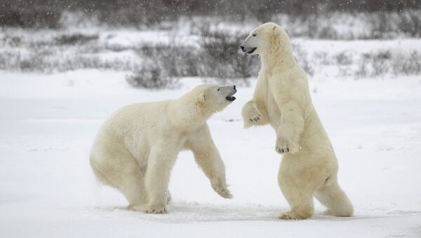 Игры белых медведей, архивное фото