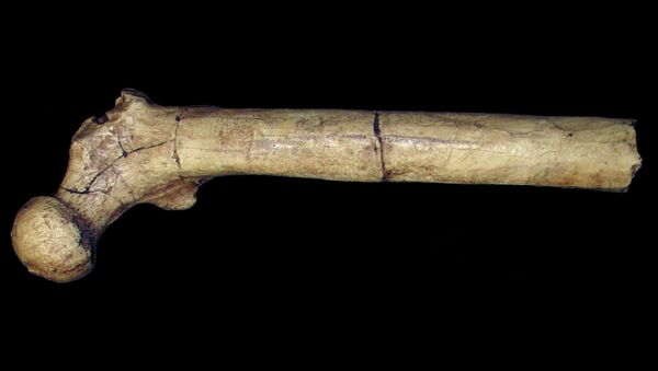 Бедренная кость оррорина, найденная в 2000 году на территории Кении