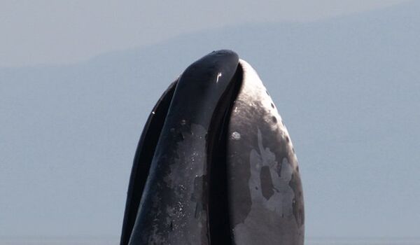 Гренландский кит, архивное фото