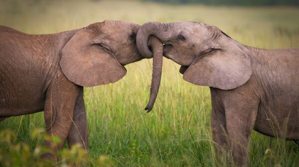 Слоны в заповеднике Масаи-Мара, Кения