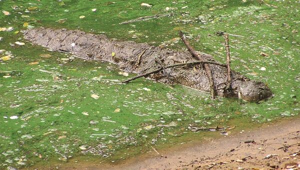 Крокодил, приманивающий птиц на веточки, архивное фото