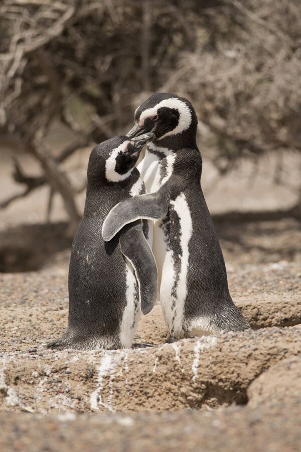 Два пингвина в Пунта Томбо, Аргентина