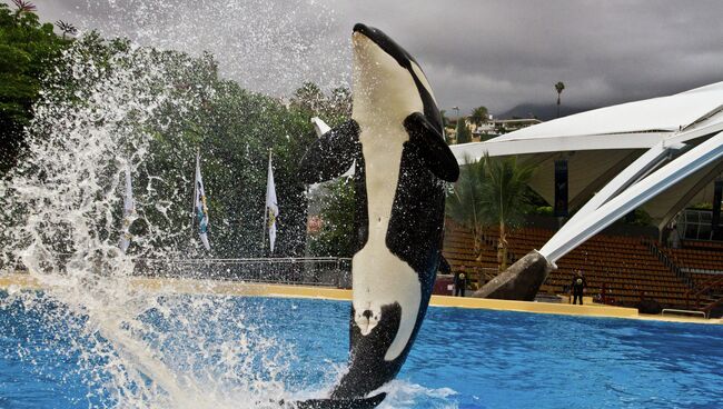 Тренировка косаток в Loro Parque: взгляд изнутри