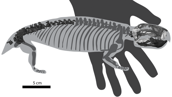 Niassodon mfumukasi, королева ньясы, вероятный предок млекопитающих. Архивное фото