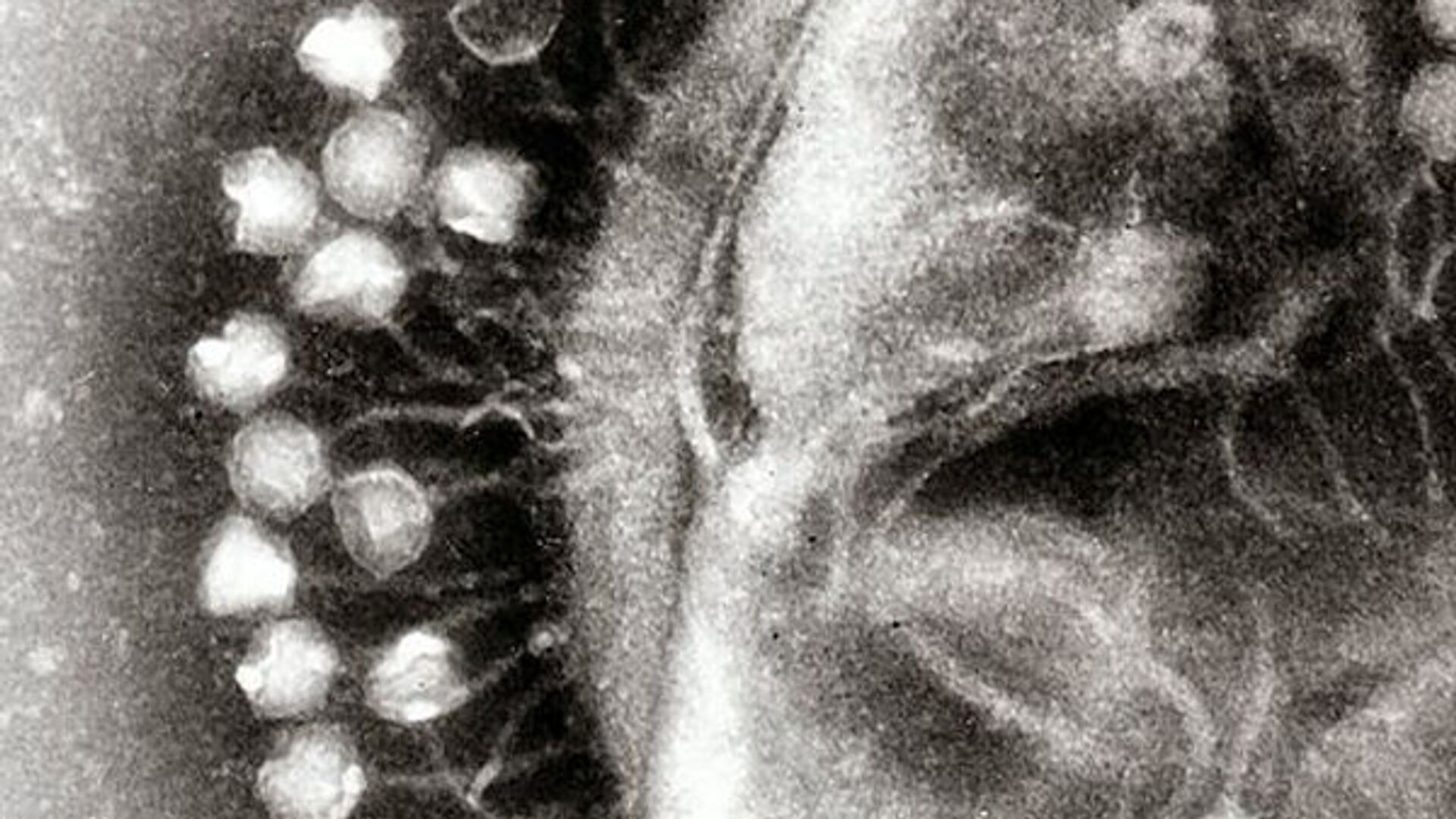 Кластер бактериофаги, вирусы, которые эволюционировали - РИА Новости, 1920, 07.09.2023