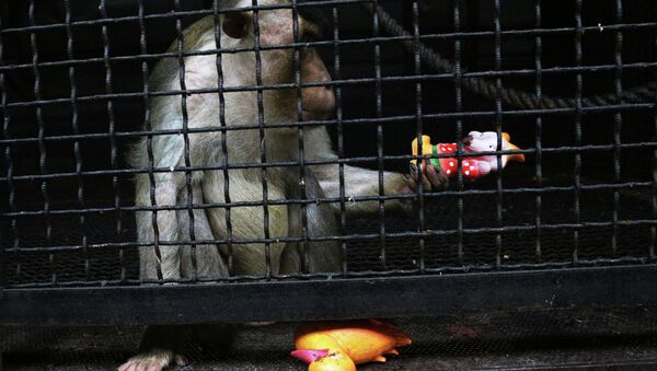 Питомцам самарского зоопарка дарят игрушки