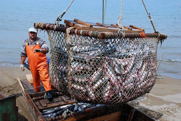 Рыболовецкое хозяйство на Камчатке Рыболовецкое хозяйство на Камчатке