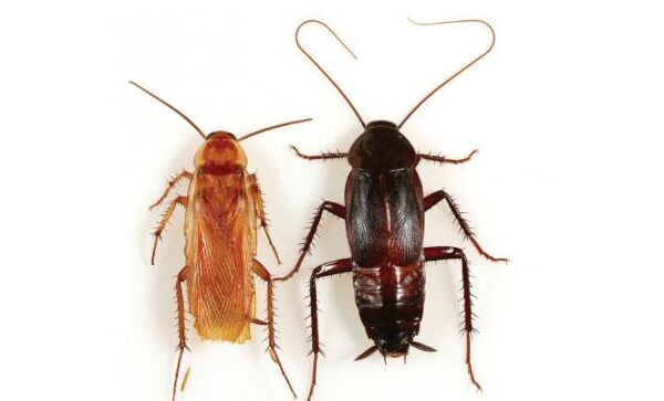 Туркменистанский таракан (слева) и черный таракан (справа)