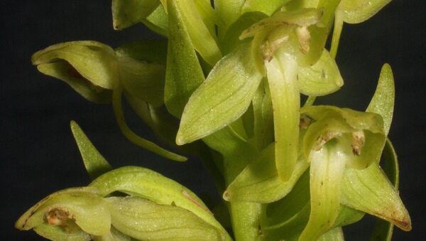 Переоткрытая ботаниками орхидея с Азорских островов, архивное фото