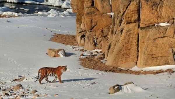 Тосидзи Фукуда получил звание лучшего фотографа дикой природы 2013 года по мнению Би-би-си за снимок амурского тигра