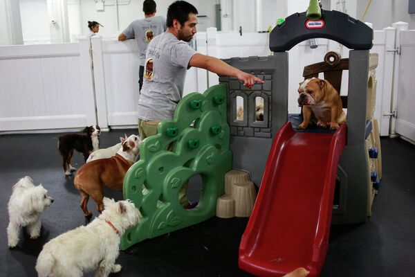 Посетители отеля для собак на игровой площадке
