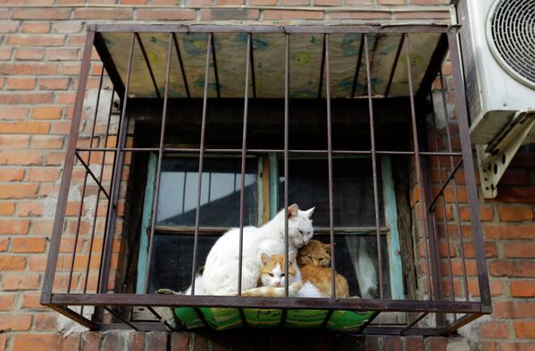 Кошки на окне в Пекине