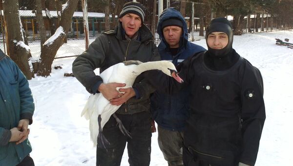 Ростовчанин спас лебедя на замерзающем озере, фото с места события