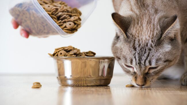 Кошка во время еды. Архивное фото