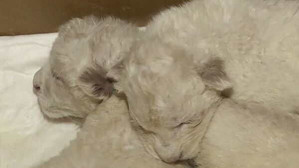 Новорожденных белых львят кормили из бутылочки в зоопарке Тбилиси