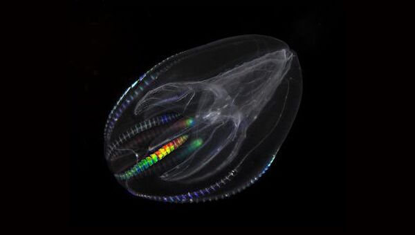 Ученые предполагают, что на самом деле предками многоклеточных животных могли быть не губки, как считалось ранее, а гребневики – хищные морские существа, внешне напоминающие медуз
