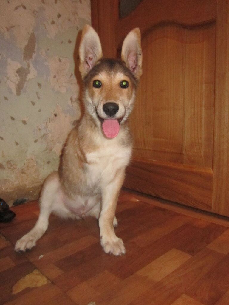 Трехлапый щенок Гаврила из Томска Трехлапый щенок Гаврила из Томска