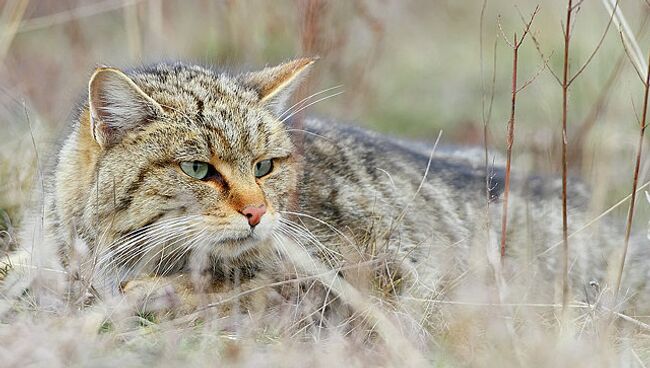 Один из подвидов диких кошек, обитающих на территории Ближнего Востока и Северной Африки