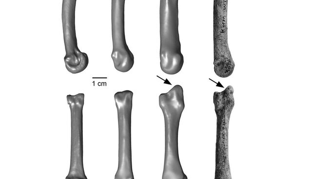Кость кисти человека прямоходящего, найденная в Кении