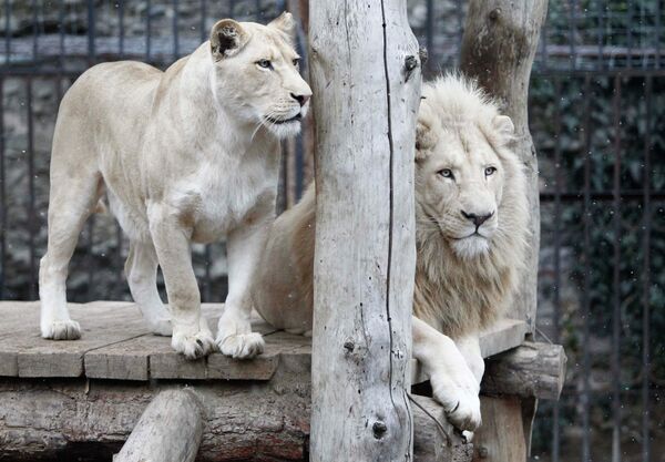Белые львы в зоопарке Тбилиси
