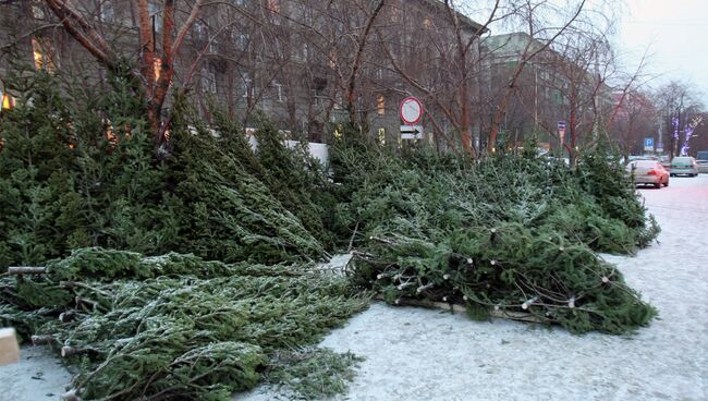 Новогодние ели, архивное фото