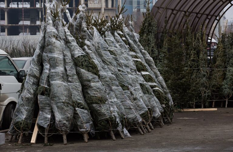 Продажа елок во Владивостоке Продажа елок во Владивостоке