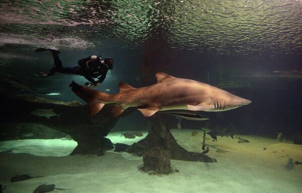 Драйвер плавает в аквариуме вместе с тигровой акулой