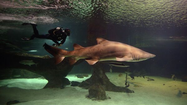 Драйвер плавает в аквариуме вместе с тигровой акулой