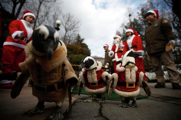 Пингвины в костюмах Санта-Клауса