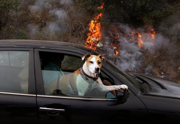 Собака на пассажирском сидении в автомобиле