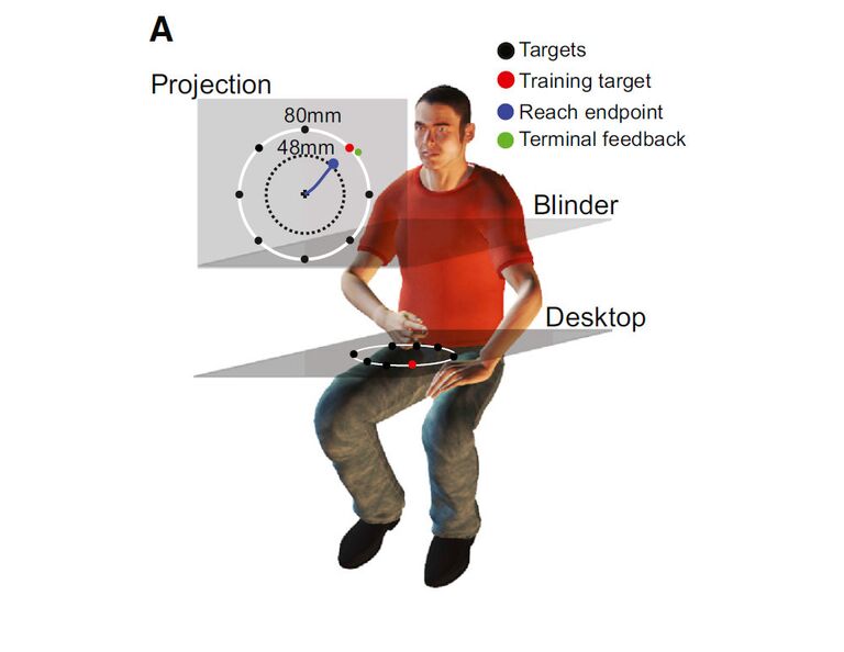 Схема эксперимента, который проводили авторы статьи