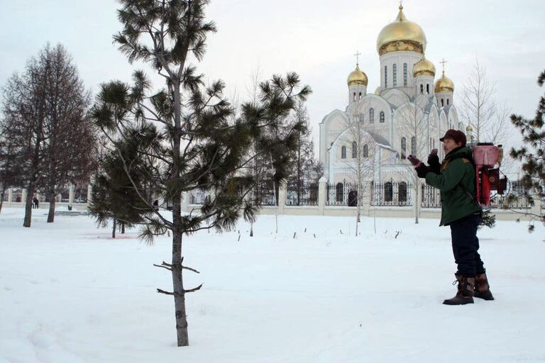 Антивандальная обработка елей в парках Новосибирска