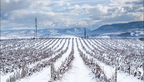 Крымские виноградники в снегу. Архивное фото