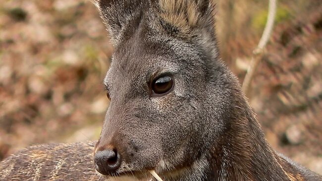 Кабарга, архивное фото