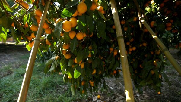 От мандаринового дерева до прилавка, или Как выращивают самый новогодний фрукт