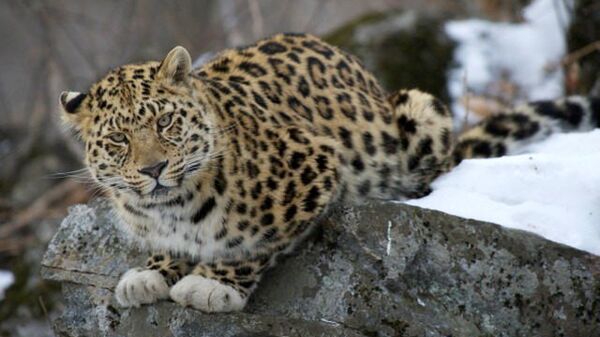 Дальневосточный леопард «в белых перчатках» в заповеднике «Кедровая падь» в Приморье, архивное фото