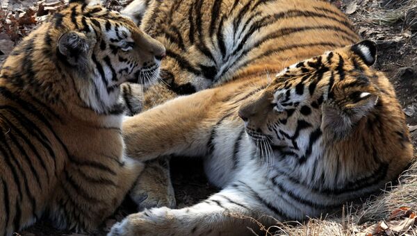 Амурские тигры в сафари-парке Приморского края. Архивное фото