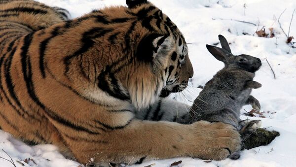 Амурские тигры в сафари-парке Приморского края, фото с места событий