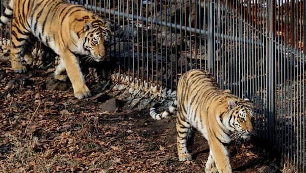Тигры. Архивное фото