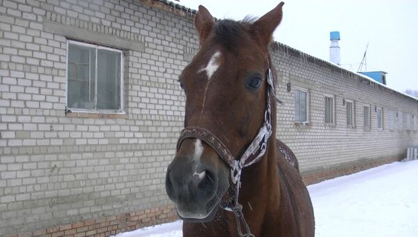 Выносливый сладкоежка: томский конь-чемпион ждет Нового года