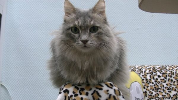 Кошки в тренде: 2 месяца работы котокафе в Красноярске