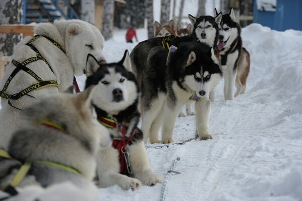 Рождественская гонка ездовых собак под Новосибирском
