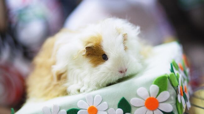 Морская свинка на выставке Белые и пушистые в Новосибирске Морская свинка на выставке Белые и пушистые в Новосибирске