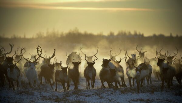 Выпас оленей в Ненецком автономном округе. Архивное фото