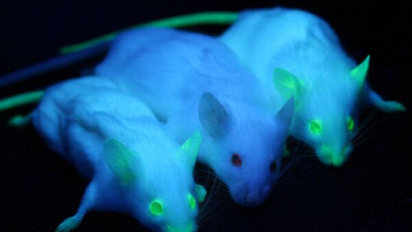 Светящиеся мыши. Архивное фото