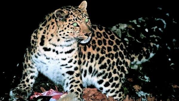 Дальневосточный леопард, архивное фото