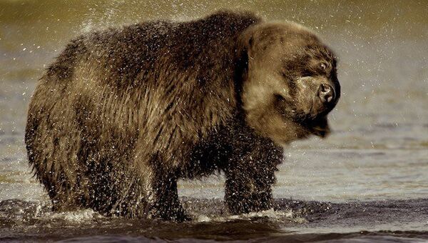 Медведь. Архивное фото