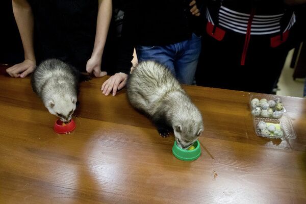 Выставка декоративный животных Маленький да удаленький в Томске